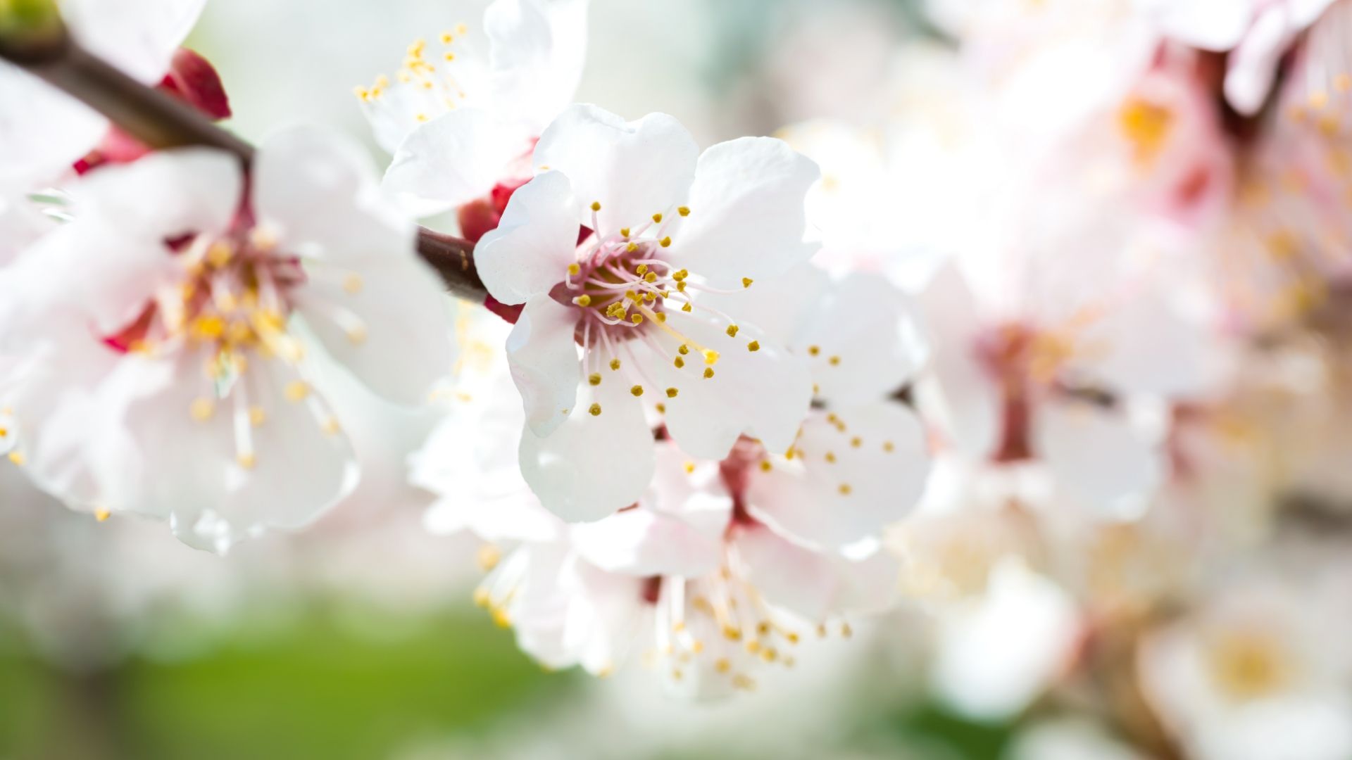 May Botanica Day Spa Monthly Specials